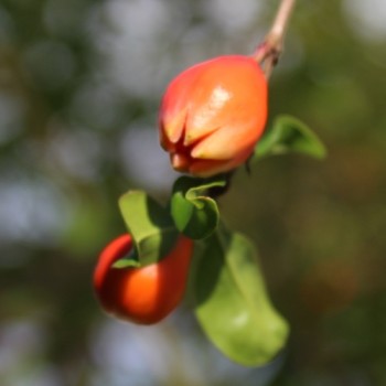 Granatapfel Kazake (Pflanze)