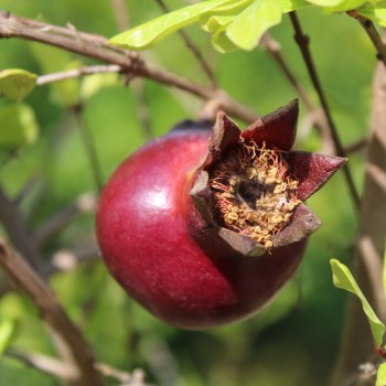 Granatapfel Melograno Nero (Pflanze)