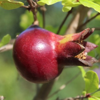 Granatapfel Melograno Nero (Pflanze)