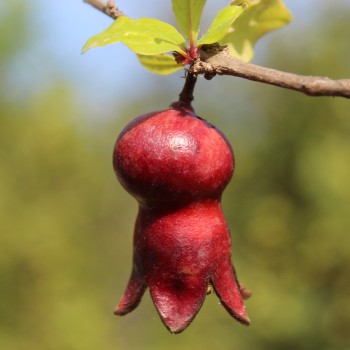 Granatapfel Melograno Nero (Pflanze)