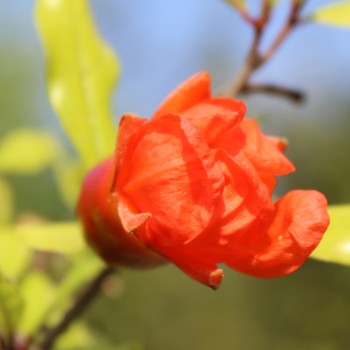 Granatapfel Melograno Nero (Pflanze)