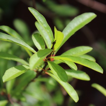 Granatapfel Melograno Nero (Pflanze)