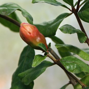 Granatapfel Melograno Nero (Pflanze)
