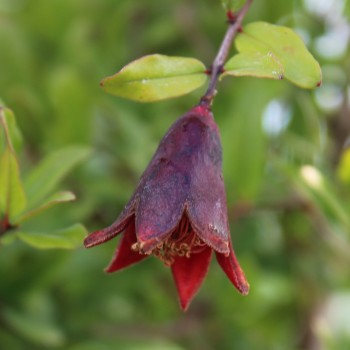 Granatapfel Melograno Nero (Pflanze)