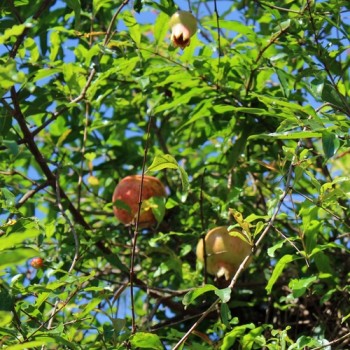 Granatapfel Mollar de Elche (Pflanze)