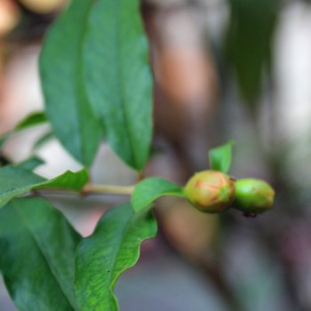 Granatapfel Mollar de Elche (Pflanze)