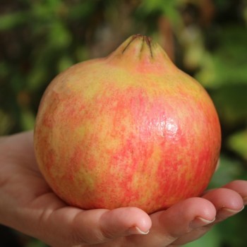 Granatapfel Mollar de Elche (Pflanze)