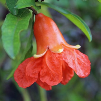 Granatapfel Provence (Pflanze)