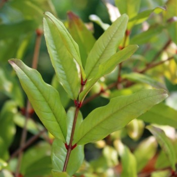 Granatapfel Salavatski (Pflanze)