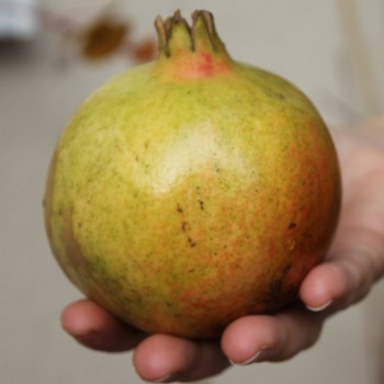 Granatapfel Seedless (Pflanze)