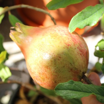 Granatapfel Seedless (Pflanze)