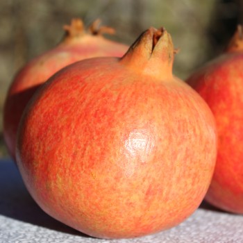 Granatapfel Sotschi Russia (Pflanze)