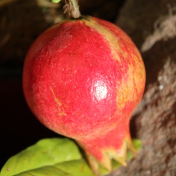 Granatapfel Sotschi Russia (Pflanze)