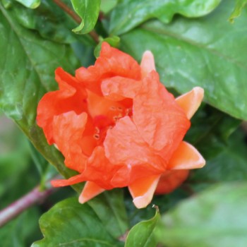 Granatapfel Wonderful  (Pflanze)