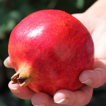 Granatapfel Wonderful  (Pflanze)