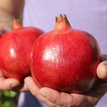 Granatapfel Wonderful  (Pflanze)