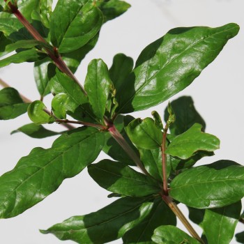Granatapfel var. 1 (Russia v. Afghanistanica) (Pflanze)
