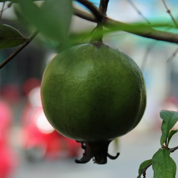 Granatapfel var. 1 (Russia v. Afghanistanica) (Pflanze)