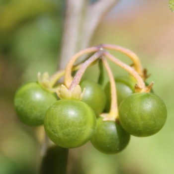 Greenberry (Samen)