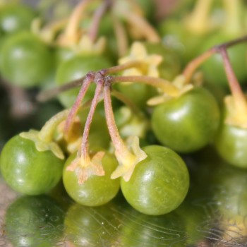 Greenberry (Samen)