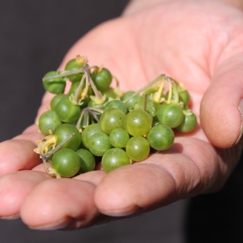 Greenberry (Samen)