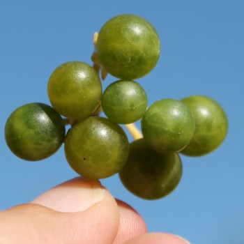Greenberry (Samen)