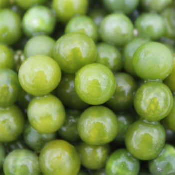 Greenberry (Samen)