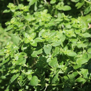 Griechischer Oregano (Samen)