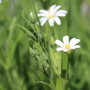 Große Sternmiere (Samen)