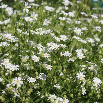 Große Sternmiere (Samen)