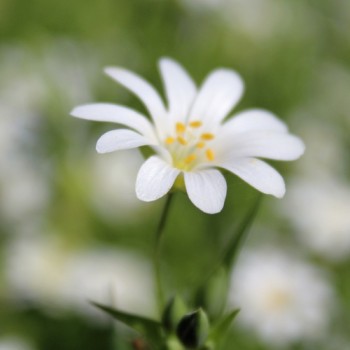 Große Sternmiere (Samen)