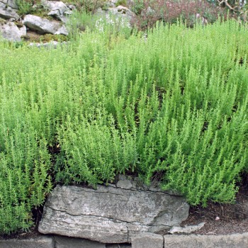 Bergbohnenkraut (Samen)