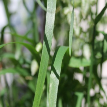 Großes Zittergras (Samen)