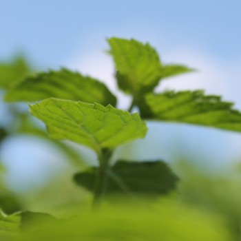 Grüne Minze (Samen)