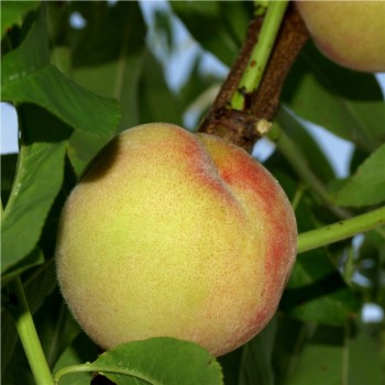 Grüner Weingartenpfirsich (Pflanze)