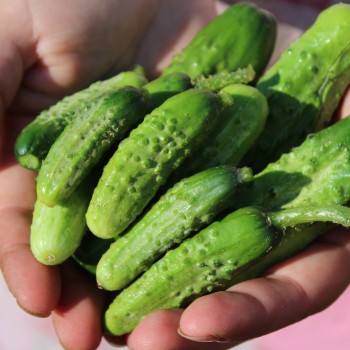 Gurke Boston Pickling  (Samen)