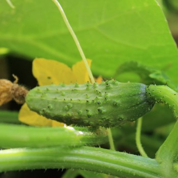 Gurke Boston Pickling  (Samen)