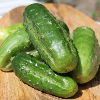 Gurke Boston Pickling  (Samen)