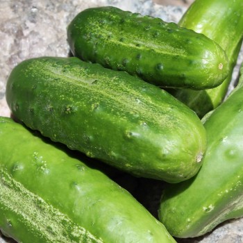 Gurke Boston Pickling  (Samen)