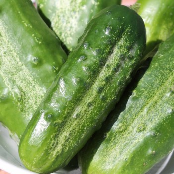Gurke Boston Pickling  (Samen)