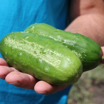 Gurke Boston Pickling  (Samen)