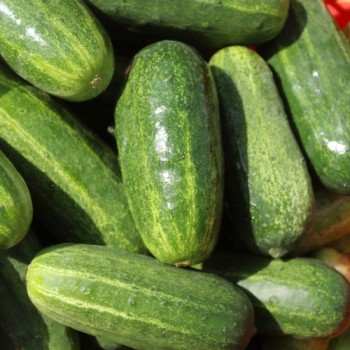 Gurke Bush Crop (Samen)