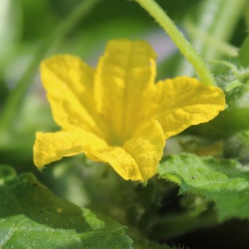 Gurke Bush Crop (Samen)