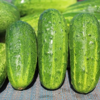 Gurke Bush Crop (Samen)