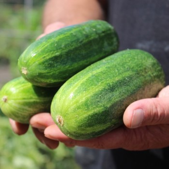 Gurke Bush Crop (Samen)