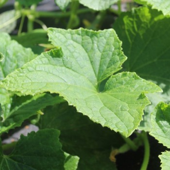 Gurke Bush Crop (Samen)