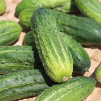 Gurke Bush Pickle (Samen)