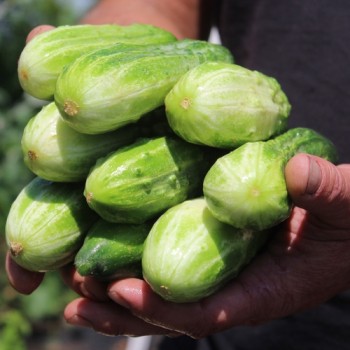 Gurke Bush Pickle (Samen)