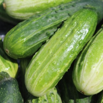 Gurke Bush Pickle (Samen)