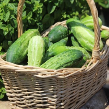 Gurke Bush Pickle (Samen)